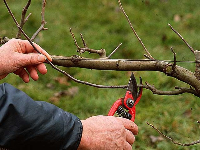 TAILLE D'ARBRES FRUITIERS